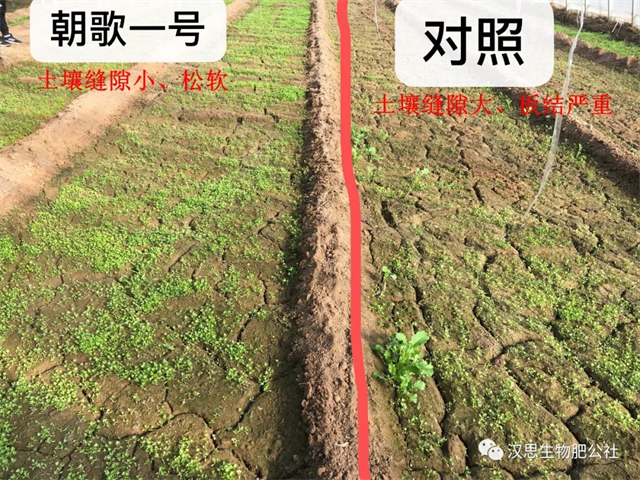 意外驚喜，《朝歌一號(hào)》不光解決西紅柿陰陽(yáng)臉，還能能讓土壤踩上去軟軟的！